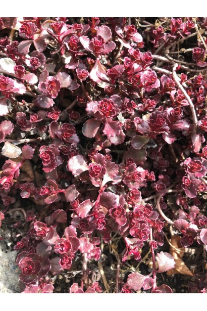 Очиток Ред Карпет - декоративна рослина із бордово-червоним листям